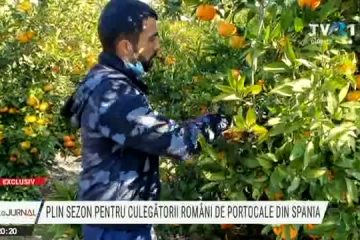 EXCLUSIVITATE Spania: Sezon plin pentru culegătorii români de portocale. Un reportaj de Oana Dobrescu