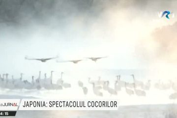 Zborul cocorilor, o desfătare pentru turiștii de pe insula Hokkaido. Semnificațiile unui simbol pentru o întreagă națiune