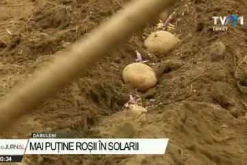 Mulți legumicultori renunță să mai cultive roșii, pentru că nu se mai acordă ajutorul de la stat