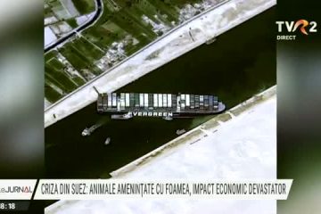 Criza declanșată de blocarea Canalului Suez, impact economic devastator. Peste 130 de mii de ovine sunt în cele 6 nave care au plecat din România și care nu pot tranzita canalul