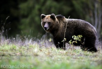 Autoritățile din Harghita fac demersuri pentru relocarea unui urs care își caută hrană în localitatea Subcetate