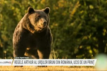 Acuzații de braconaj. Arthur, cel mai mare urs din România, ucis de un prinț austriac. Două anchete sunt în desfășurare