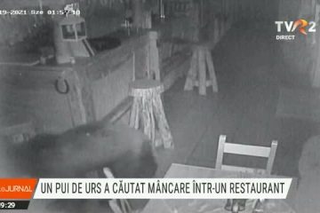 Un urs a fost filmat căutând hrană într-un restaurant din comuna Micfalău, județul Covasna