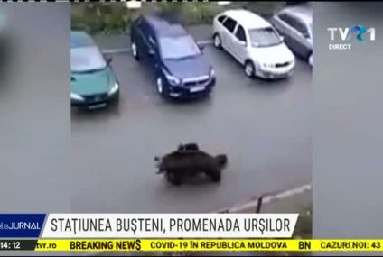 Bușteni: O ursoaică cu 4 pui, filmată când se plimba prin oraș