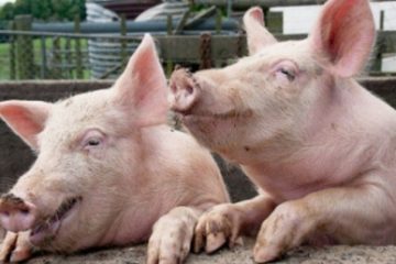 Focar de pestă porcină la Miercurea Sibiului. 80 de animale au fost sacrificate