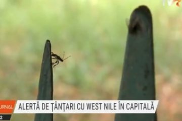 Virusul West Nile, depistat la țânțari în București. Nicuşor Dan: Am intensificat tratamentele în zonele cu ţânţari purtători; nu există niciun caz de îmbolnăvire