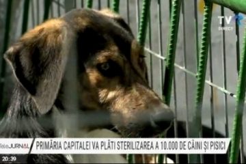10.000 de sterilizări gratuite în Capitală pentru câini și pisici. Primăria Generală va suporta costul intervențiilor