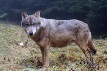 Imagini spectaculoase cu lupi care își marchează teritoriul într-o pădure din Piatra Craiului