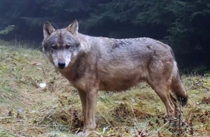 Imagini spectaculoase cu lupi care își marchează teritoriul într-o pădure din Piatra Craiului