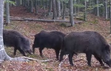 Imagini inedite cu o turmă de mistreți care caută hrană într-o pădure din Parcul Național Semenic