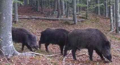 Imagini inedite cu o turmă de mistreți care caută hrană într-o pădure din Parcul Național Semenic