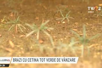 Brazi din pepinieră pentru Crăciun. Direcția Silvică Prahova are un program de reîmpădurire – dacă într-un an se vând 400 de brazi, sunt plantați în loc alți 800