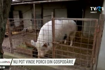 Pandemia și pesta porcină scumpesc carnea de porc. 60 de focare în județul Gorj