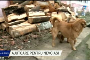 Alimente, lemne de foc și vorbe bune pentru mai mulți bătrâni din Dolj