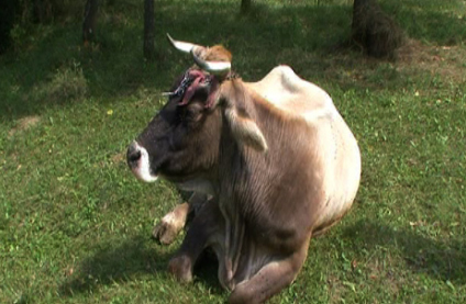 APIA începe plăţile pentru fermierii din sectoarele zootehnic şi vegetal afectaţi de criza Covid