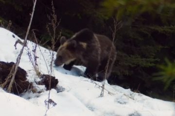 Imagini amuzante cu un pui de urs care se joacă cu o cameră de monitorizare a faunei, în Piatra Craiului