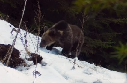 Imagini amuzante cu un pui de urs care se joacă cu o cameră de monitorizare a faunei, în Piatra Craiului