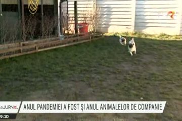 Pandemia a dublat cererea pentru animale de companie. De ce anume trebuie să țineți cont atunci când vă alegeți un prieten necuvântător