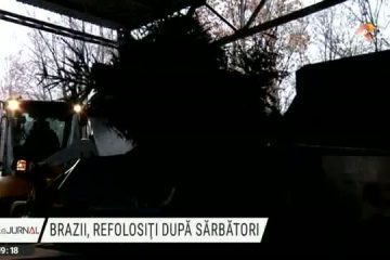 Brazii de sărbători duși la stațiile de tocare se transformă în îngrășământ natural