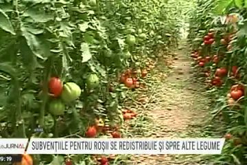 Celebrul program „Tomata” nu mai continuă. Subvențiile se redistribuie pentru cultivarea mai multor tipuri de legume