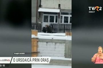 O ursoaică și puiul ei au pornit în căutare de hrană prin Azuga