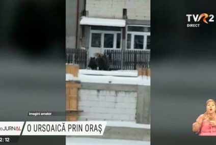 O ursoaică și puiul ei au pornit în căutare de hrană prin Azuga