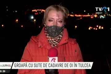 Sute de cadavre de oi, care ar proveni de pe nava scufundată la Midia, depistate într-o groapă din localitatea tulceană Smârdan