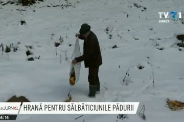 Harghita: Hrană pentru animalele din pădure