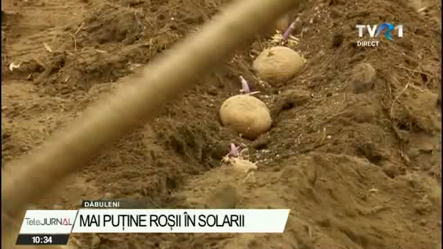 multi-legumicultori-renunta-sa-mai-cultive-rosii,-pentru-ca-nu-se-mai-acorda-ajutorul-de-la-stat