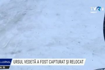 Ursul din Predeal, devenit celebru pe internet, după ce a fost filmat fugărind un schior pe o pârtie, a fost capturat și relocat