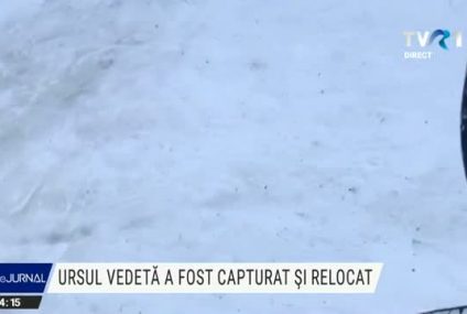 Ursul din Predeal, devenit celebru pe internet, după ce a fost filmat fugărind un schior pe o pârtie, a fost capturat și relocat