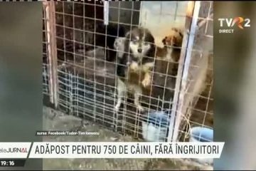 Peste 700 de câini de la adăpostul Odăi riscă să rămână pe drumuri din cauza neînțelegerilor dintre Primăria Sectorului 1 și Romprest