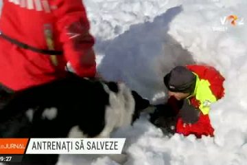 Câinii de căutare și salvare în caz de avalanșe, eroii necuvântători ai muntelui