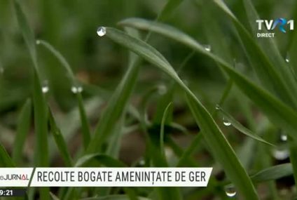 Recolte bogate, amenințate de ger. Au răsărit deja grâul, orzul şi rapiţa