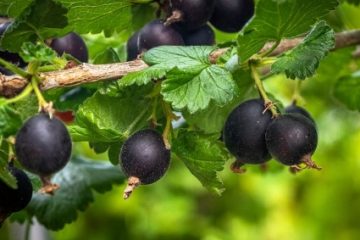 Universitatea de Ştiinţe Agricole şi Medicină Veterinară din Cluj plantează și vinde arbuști fructiferi. Josta, un hibrid între coacăz negru şi agriş, varietate în premieră