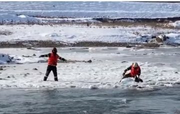 Lebede salvate de pompieri de pe râurile Siret și Suceava. Păsările erau prinse în gheață