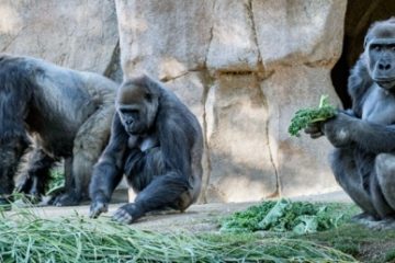 SUA: Gorilele de la grădina zoologică din San Diego s-au vindecat de COVID-19