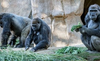 SUA: Gorilele de la grădina zoologică din San Diego s-au vindecat de COVID-19