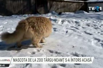 Motanul roșcovan Felix e din nou acasă. Mascota de la Zoo Târgu Neamț a fost returnată de tinerii care au furat-o