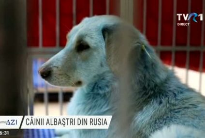 Misterul câinilor cu blană albastră din Nijniy Novgorod. Corespondență de la Moscova