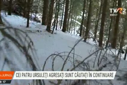 În căutarea puilor de urs scoși din bârlog și aruncați în zăpadă. Nu se știe ce s-a întâmplat nici cu ursoaica – nu au fost găsite urme în pădure