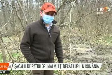 S-au înmulțit șacalii în România. Sunt de 4 ori mai mulți decât lupii