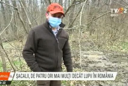 S-au înmulțit șacalii în România. Sunt de 4 ori mai mulți decât lupii