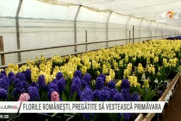 Hectare întregi cu flori pregătite să vestească primăvara. Producătorii români ne invită să le cumpărăm nu doar de sărbători