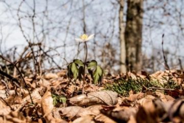 De la minus 23,8 grade Celsius la plus 18,1 într-o săptămână. Germania raportează cea mai mare oscilaţie de când se fac măsurători meteorologice