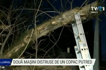 Două mașini distruse în Capitală de un copac putrezit, care s-a rupt