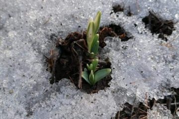 Iarna nu se dă dusă. Vremea se răcește. Informare meteo de intensificări ale vântului de sâmbătă dimineață până luni la prânz