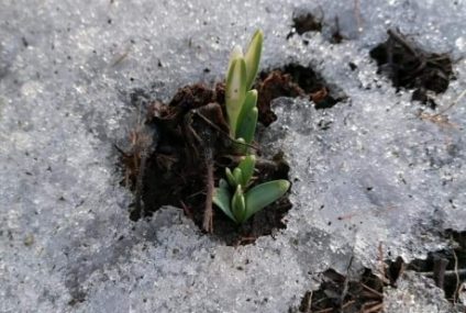 Iarna nu se dă dusă. Vremea se răcește. Informare meteo de intensificări ale vântului de sâmbătă dimineață până luni la prânz