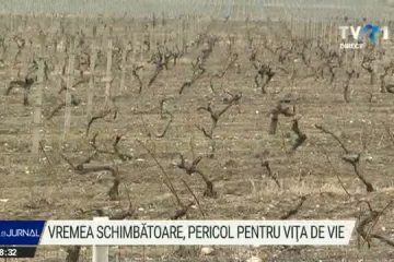 Schimbarea bruscă de temperatură, pericol pentru culturi. Cei mai îngrijorați sunt viticultorii