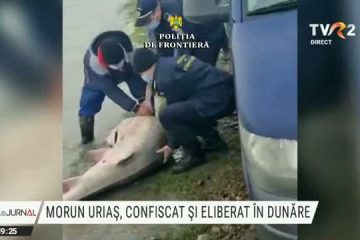 Morun de 140 de kilograme, prins și cărat cu căruța de doi pescari. Polițiștii de frontieră l-au confiscat și l-au eliberat în Dunăre